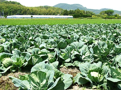 とれたて野菜高知産